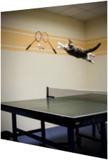 Fliegende Katze jagt Tischtennisball