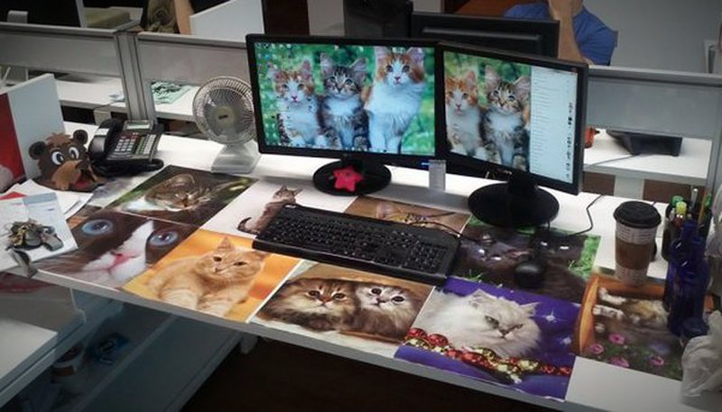 Schreibtisch vom Katzenfan