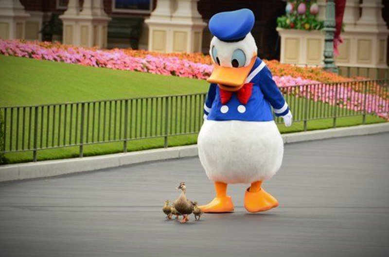 Donald Duck im Entenmarsch nach vorn
