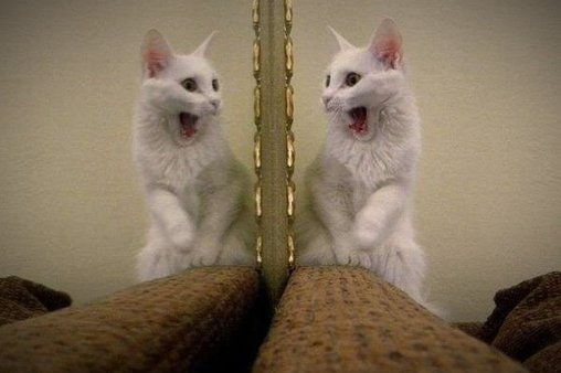 Katze erschrickt vor eigenem Spiegelbild