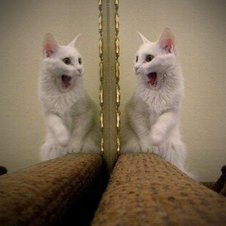 Katze erschrickt vor eigenem Spiegelbild