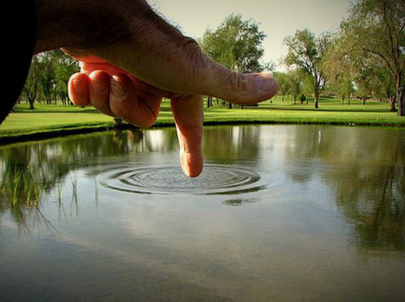 Riesenfinger im Teich. 