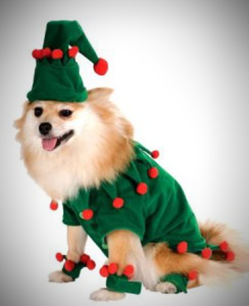 Auch Hunde können als Weihnachtself verkleidet werden. 