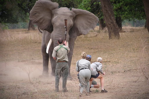 Vollidiot droht Elefant mit Gewehr