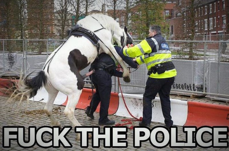 Pferd besteigt Polizisten