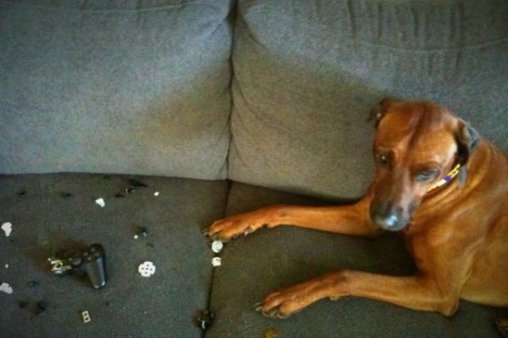 Hund zerstört Controller