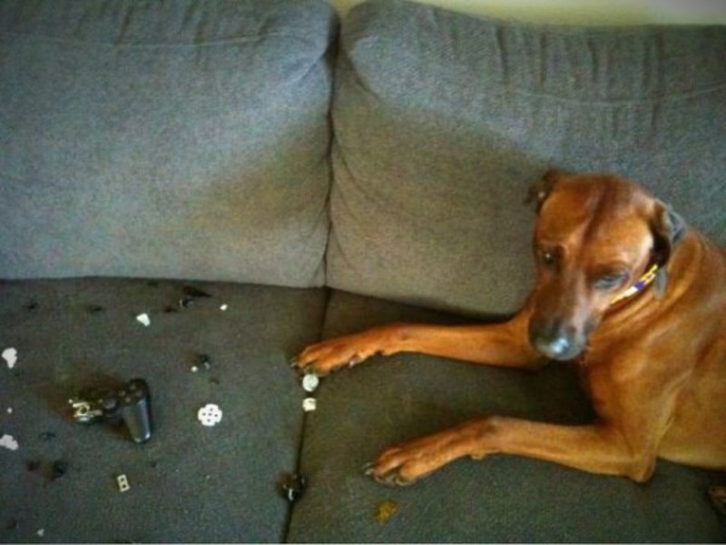 Hund zerstört Controller