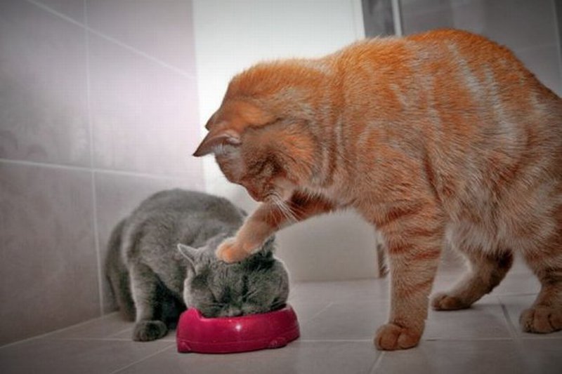 Katze döppt andere Katze