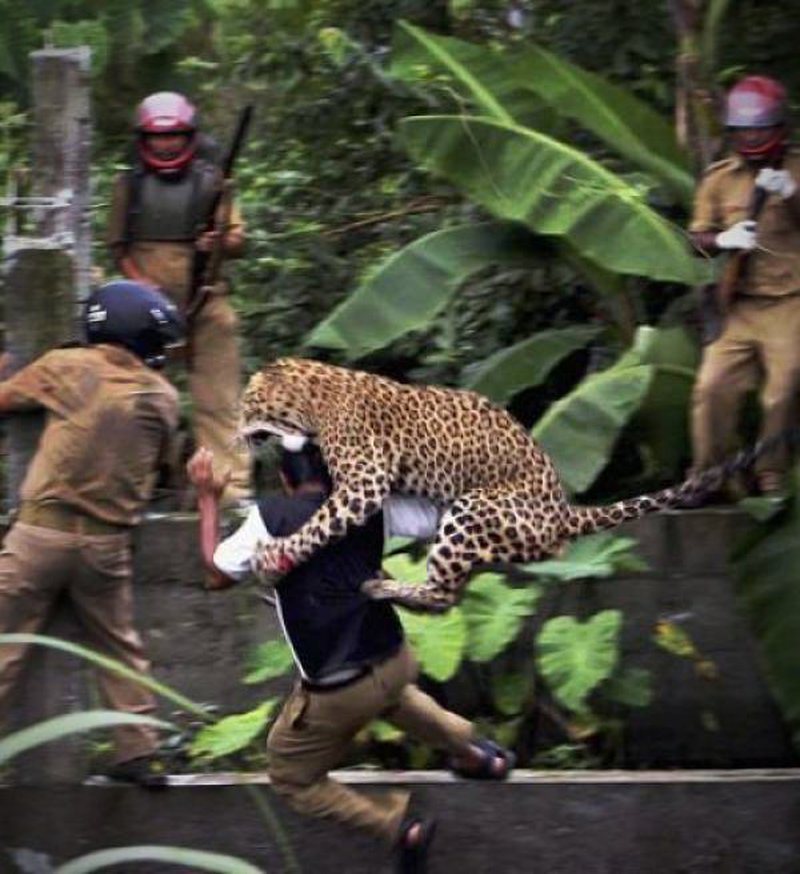 Leopard fällt Menschen an