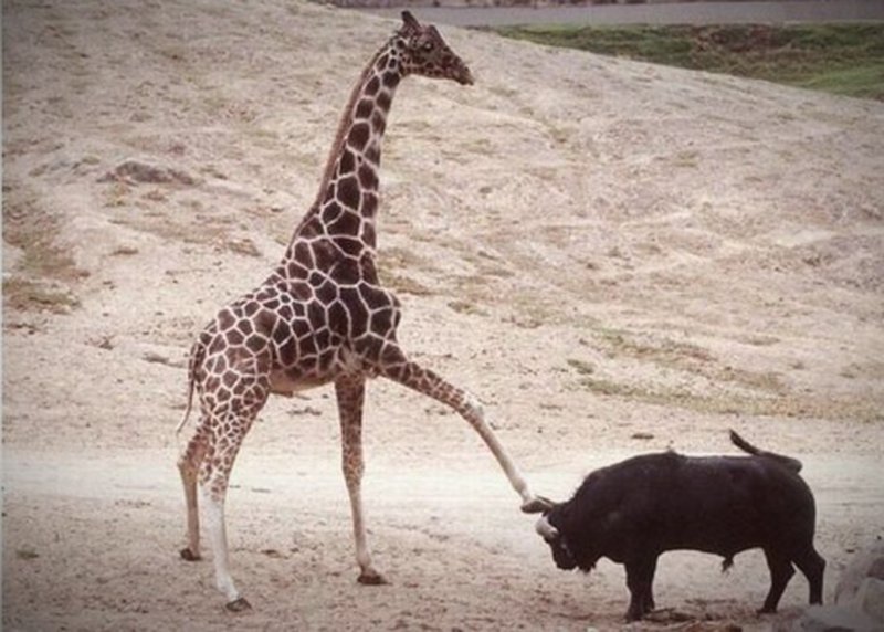 Türsteher-Giraffe gegen Stier