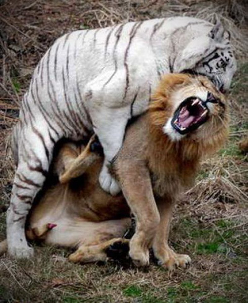 Weisser Tiger gegen Löwe