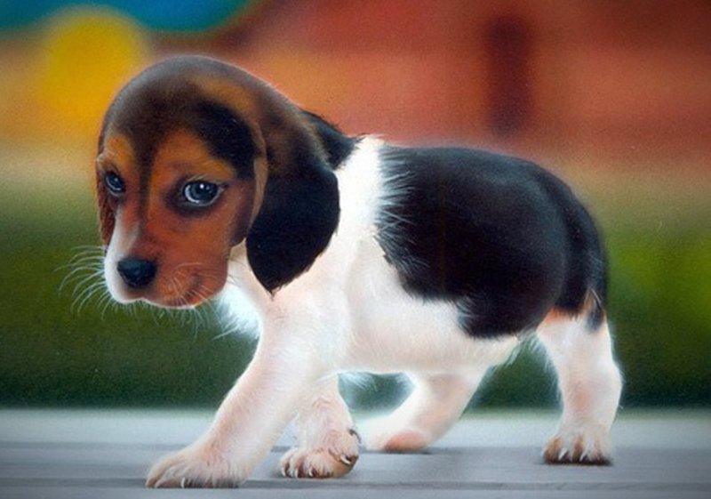 Beagle-Baby hat etwas angestellt