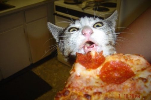 Katze mit Vorliebe für Pizza
