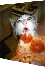Katze mit Vorliebe für Pizza
