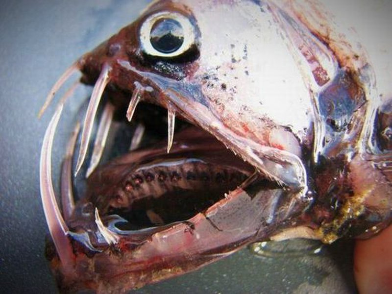 Fisch mit riesigen Fangzähnen