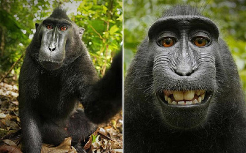 Affe macht Selfies