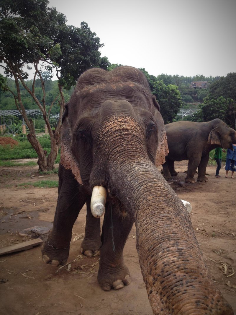 Elefant knipst Selfie