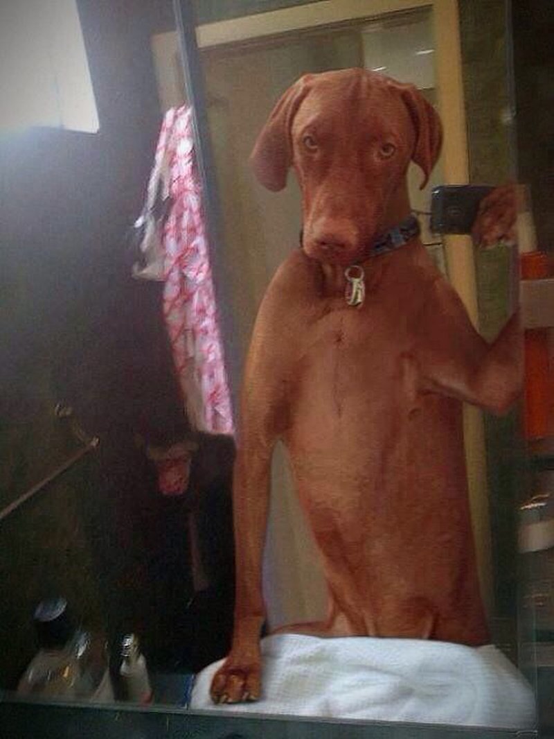 Hund mit stilvollem Selfie