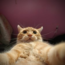 Katze mit Selfie