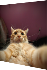 Katze mit Selfie
