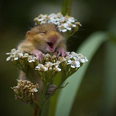 Der lachende kleine Hamster
