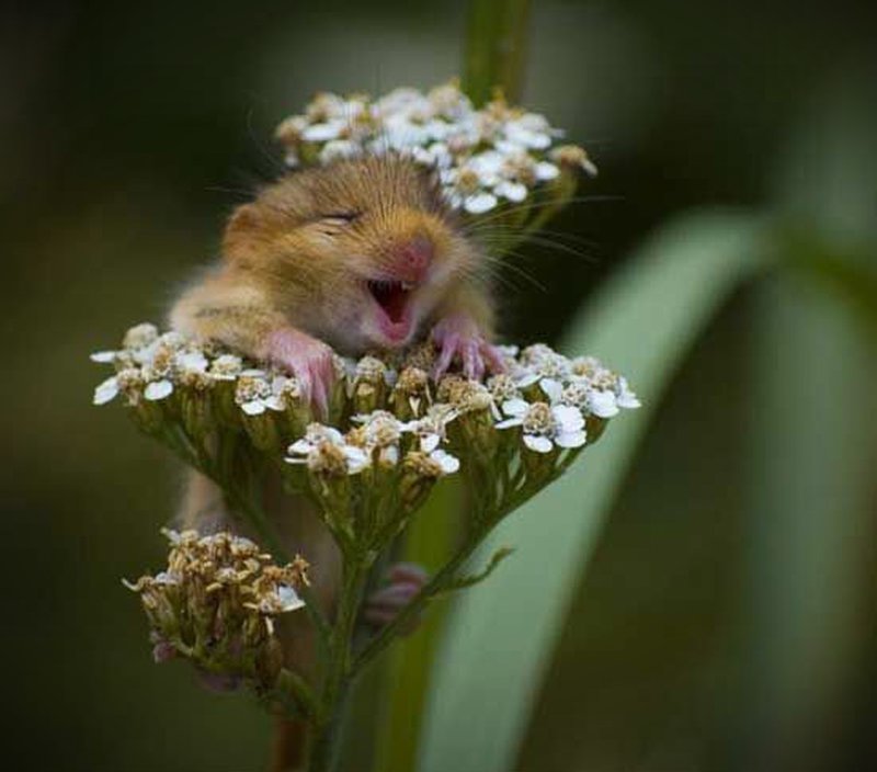 Der lachende kleine Hamster