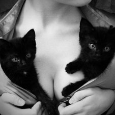 Zwei Katzen, zwei Brüste