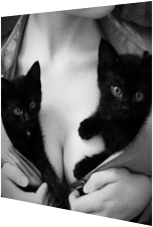 Zwei Katzen, zwei Brüste
