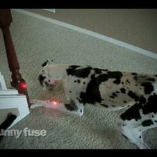 Laserpointer-Jagd: Hund und Baby spielen zusammen
