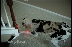 Laserpointer-Jagd: Hund und Baby spielen zusammen