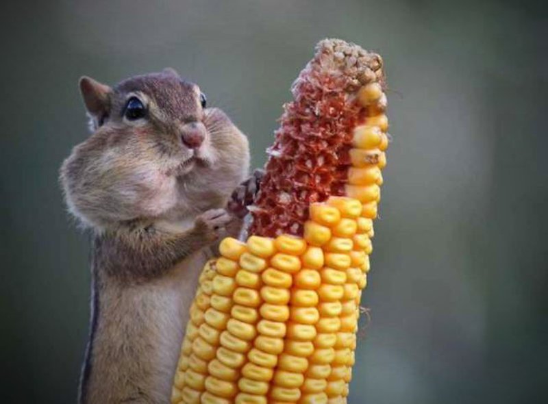 Hörnchen isst Mais