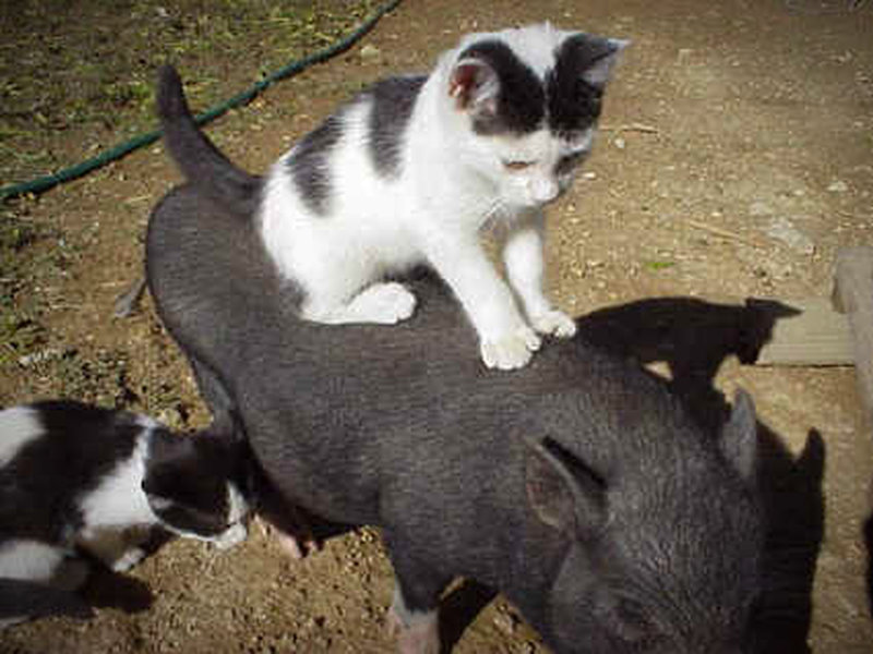 Katze reitet auf Schwein