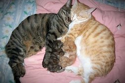 Katzenfamilie schlummert gemütlich aneinander gekuschelt