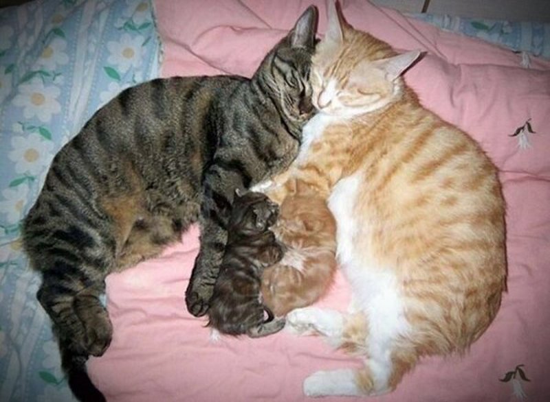 Katzenfamilie schlummert gemütlich aneinander gekuschelt