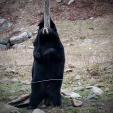 Sexy Pole Dance - vorgeführt von einem Bären