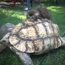 Diese kleine Katze macht es sich auf dem Schildkrötenpanzer bequem