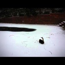 Katze freut sich über den ersten Schnee