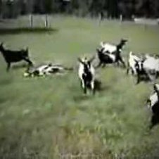 Ziegen fallen in Ohnmacht - Fainting Goats