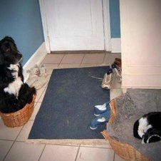 Hund tauscht Körbchen mit Katze