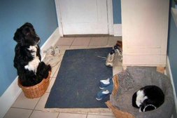 Hund tauscht Körbchen mit Katze