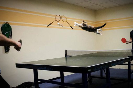 Fliegende Katze jagt Tischtennisball