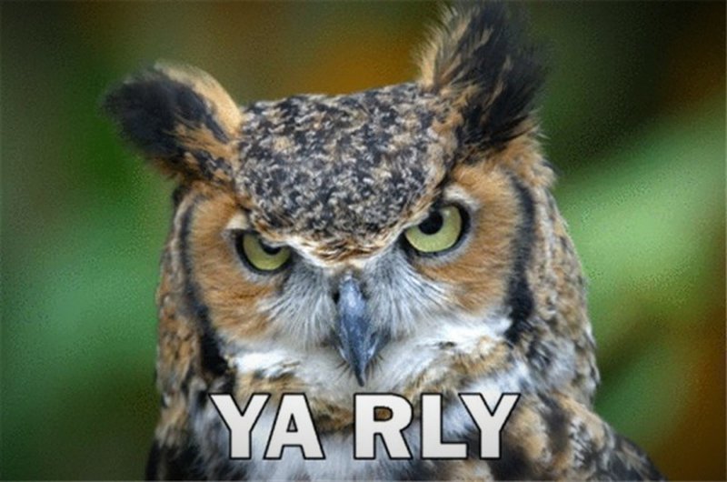 YA RLY OWL – Ja wirklich!