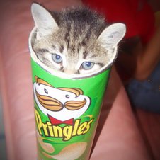 Katze in der Pringles Box