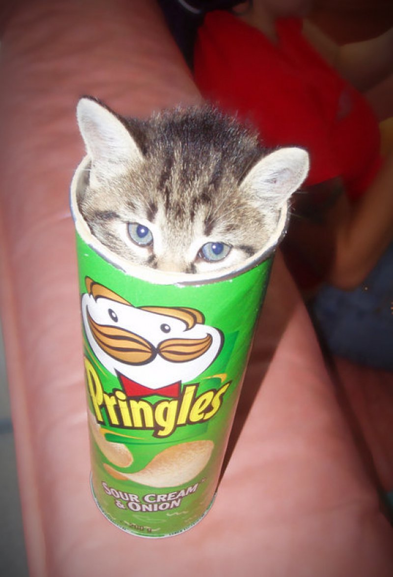 Katze in der Pringles Box