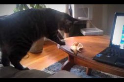 Bananenschale bringt Katze zum Fliegen