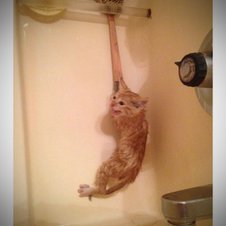 Diese Kätzchen kann dem Bad nichts Gutes abgewinnen