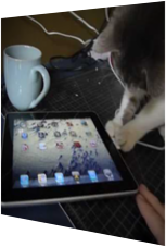 iPad 2 fasziniert Katze