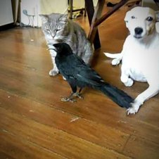 Diese Krähe sucht neue Freunde bei der Katze und beim Hund