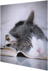 Diese Katze ist so müde, dass sie über ihren Notizen eingeschlafen ist. 