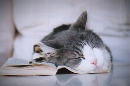 Diese Katze ist so müde, dass sie über ihren Notizen eingeschlafen ist. 